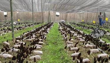 种植一亩羊肚菌成本