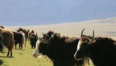 中国牦牛目前主要有哪些品种 中国的牦牛