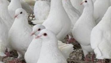 四种春季肉鸽常见病的防治方法（肉鸽常见五种病的防治）