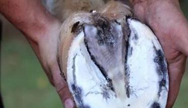 马属动物“蹄叉腐烂”的简易疗法 马烂蹄子修复治疗视频