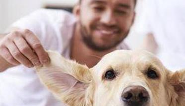 宠物狗的家庭养护 宠物狗的家庭养护方法