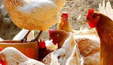 养殖场常见鸡病的治疗手册 养鸡场鸡病防治技术