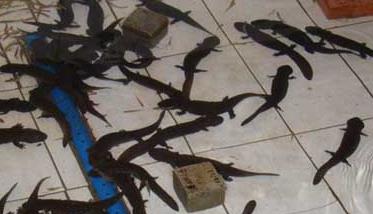 如何才能买到好的娃娃鱼苗？ 娃娃鱼鱼苗去哪买