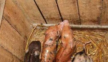 怎么提高母野猪的产仔率 如何饲养母猪才能产仔多