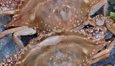 螃蟹不能和什么一起吃呢？ 螃蟹一定不能和什么一起吃