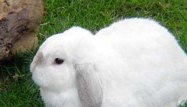 认识及防治兔子耳痒病 兔子耳朵痒怎么回事