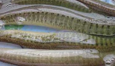 泥鳅养殖成本及养殖效益分析 泥鳅的养殖成本