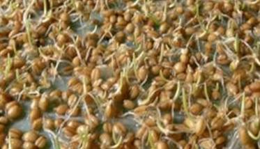 教你如何留小麦种子的方法 小麦种子为什么可以留种