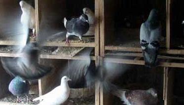 信鸽养殖最忌讳什么 养信鸽的注意事项