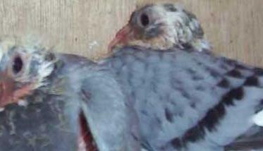 温度过低对乳鸽生长发育有哪些影响 温度对赛鸽的影响