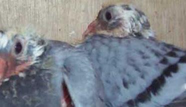 鸽子养殖种用童鸽的管理措施 幼鸽养殖方法