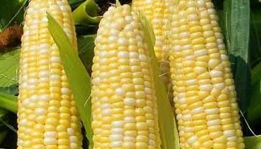 玉米种植技术