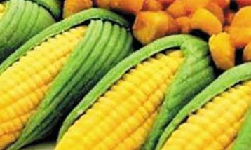玉米的功效与作用 玉米的功效与作用图片