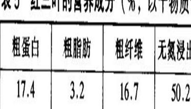 红三叶草的功效与作用（红三叶草图片）