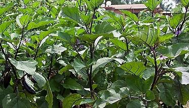 大棚茄子栽培应如何整地和施基肥（大棚茄子怎么施肥）