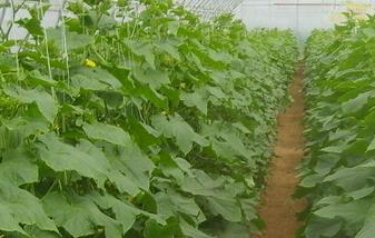 黄瓜温室育苗及栽培技术要点 温室黄瓜种植技术和管理