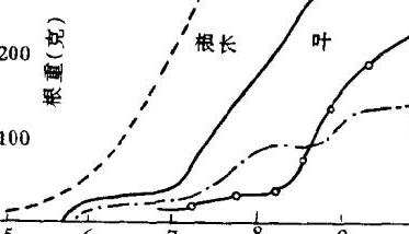 牛蒡的生长发育特性简介 牛蒡的成熟期