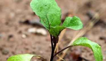 茄子如何定植（茄子如何定植视频）