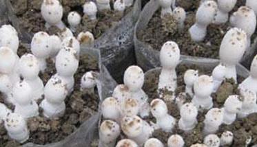 鸡腿菇种植方法 鸡腿菇种植方法视频