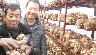 香菇栽培料配方 香菇栽培料的配方
