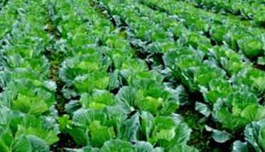 大白菜栽培技术要点 大白菜栽培技术要点和方法