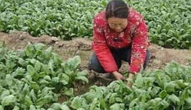 越冬菠菜种植管理技术要点 冬季菠菜的种植管理