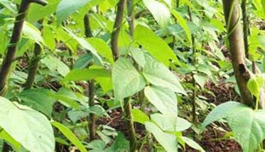 豆角种植时间（豆角种植时间和技术）