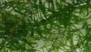 伊乐藻种植方法 伊乐藻种植方法和时间