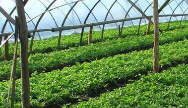 大棚芹菜春早热栽培方法 早春大棚芹菜的种植时间与管理