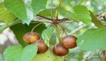 怎样种植油桐，油桐栽培技术要点（油桐怎么种）