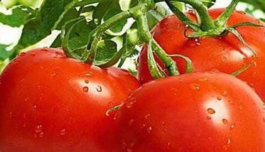 西红柿无支架栽培技术与步骤 西红柿种植搭架