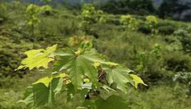 油桐具体种植方法