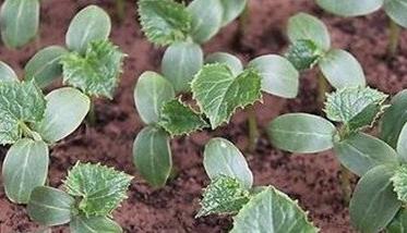 温室黄瓜栽培管理技术 温室黄瓜种植技术和管理
