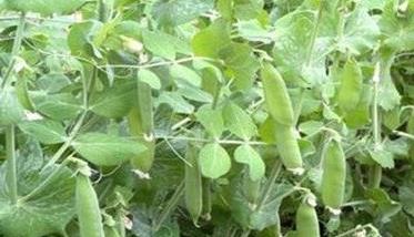 豌豆种植技术与管理技术要点