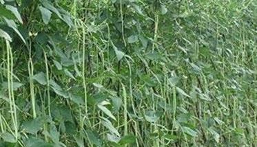 种植豇豆在肥水管理上应抓住哪些技术环节