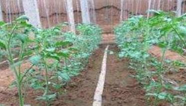 西红柿需肥规律 西红柿施肥时间和施肥量