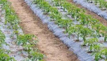 大棚番茄早熟高产栽培方法