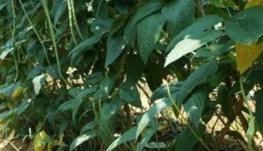 豇豆落叶的原因是什么? 豇豆落叶的原因怎么解决