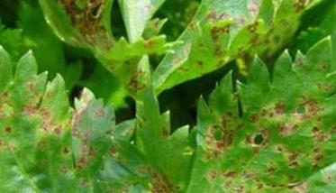 芹菜斑枯病的症状 芹菜斑枯病的症状是什么