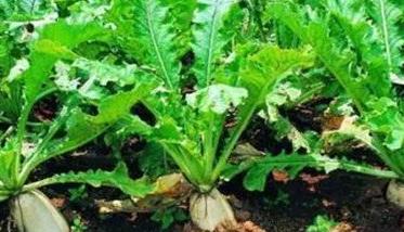 高山萝卜种植方法