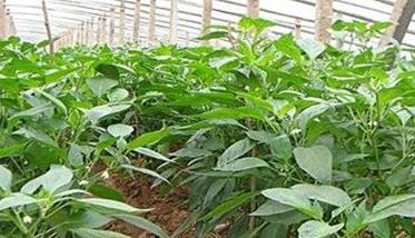大棚青椒种植技术及其重要步骤 温室大棚青椒栽培与管理