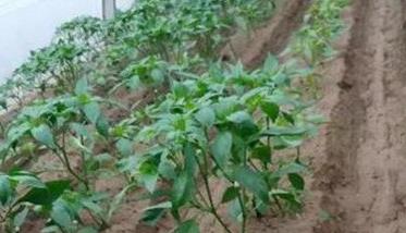 大棚青椒种植技术及其重要步骤