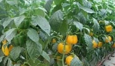 甜椒冬季温室栽培的关键技术是什么 甜椒冬季温室栽培的关键技术是什么意思