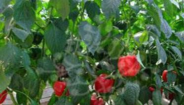 甜椒种植管理技术要点是什么