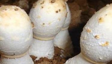 怎样利用出菇废料装袋疆土种鸡腿蘑 袋栽鸡腿菇种植技术