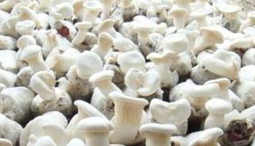 阿魏蘑的栽培季节安排