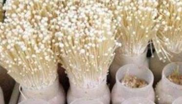 金针菇如何再生栽培 金针菇如何再生栽培技术