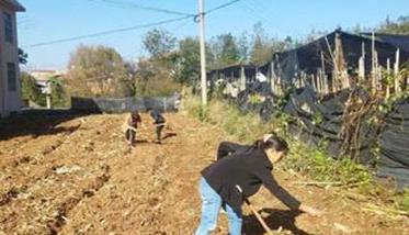 红花的旱作栽培技术 红花栽培技术要点