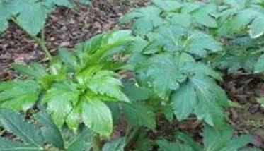 沙参种植方法和时间 沙参种植技术与栽培管理