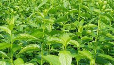 杜仲种植技术要点与具体种植步骤 杜仲种植技术要点与具体种植步骤图
